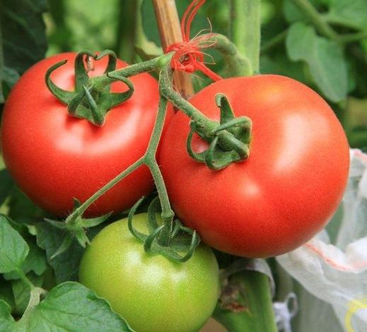 感冒咳嗽飲食禁忌 感冒咳嗽飲食禁忌