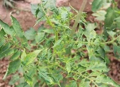 番茄葉子紫色原因 番茄葉子紫色原因