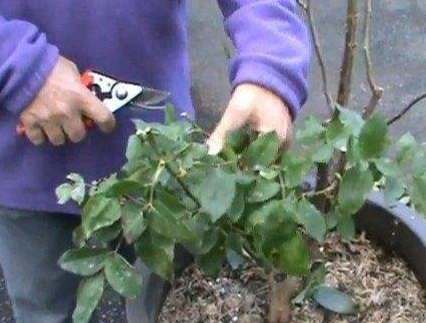 盆栽維護修剪 盆栽維護修剪