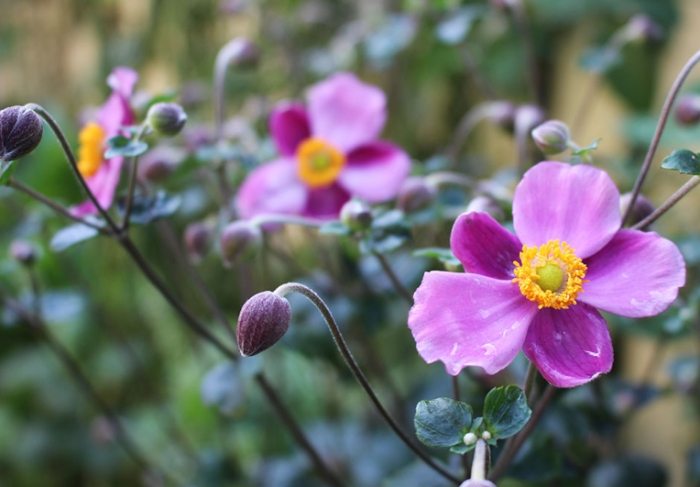 長日照植物照顧