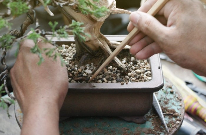 盆栽土壤過濕處理