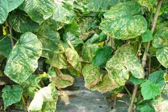 黃瓜黃斑病防治 黃瓜黃斑病防治