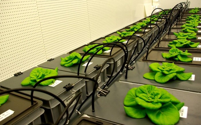 自製植物營養液