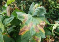 早疫病症狀 早疫病症狀