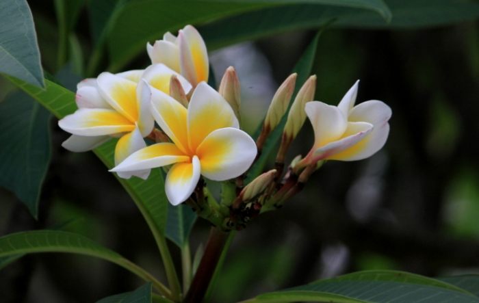 雞蛋花營養 雞蛋花營養