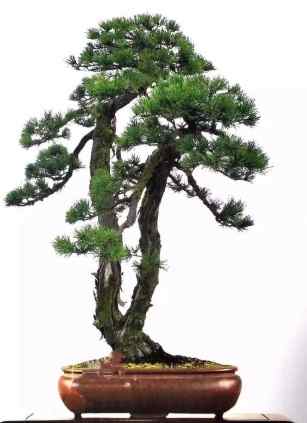 盆景修剪 盆景修剪