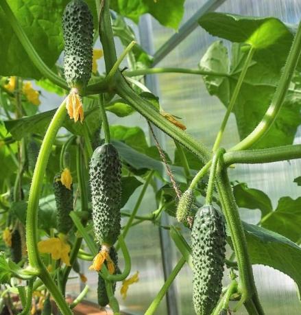 瓜類整枝技巧 瓜類整枝技巧