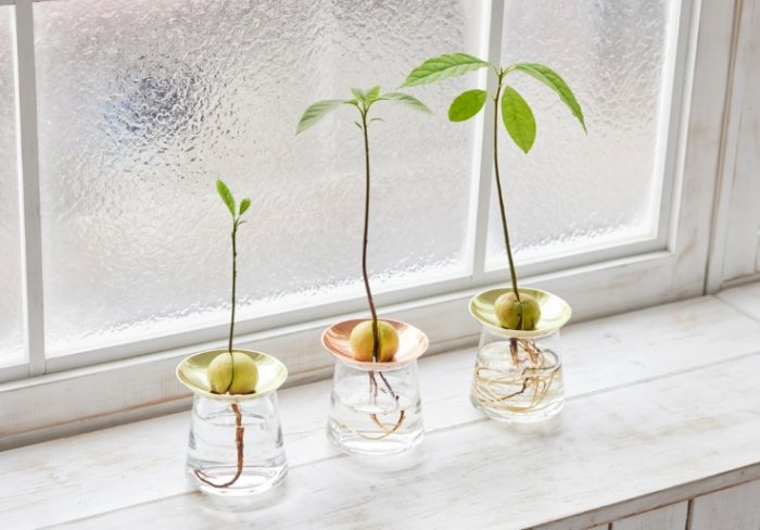 森樹水種常見問題