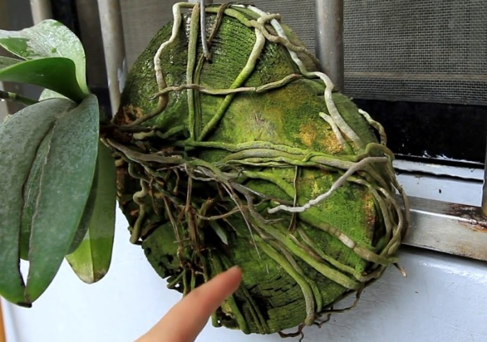 樹皮介質發霉處理 樹皮介質發霉處理