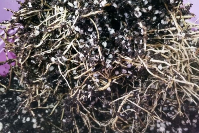 生根粉使用方法