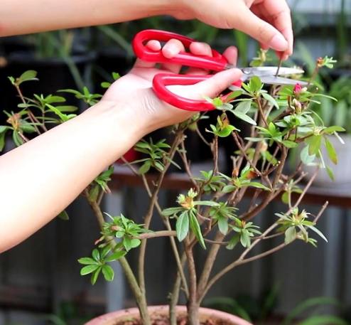 盆栽修剪方法 盆栽修剪方法