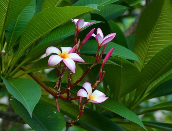 雞蛋花食用 雞蛋花食用