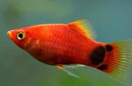 米奇魚飼養 米奇魚飼養