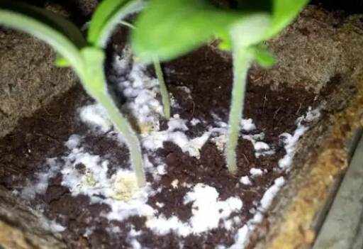 花盆发霉解决方法 花盆发霉解决方法