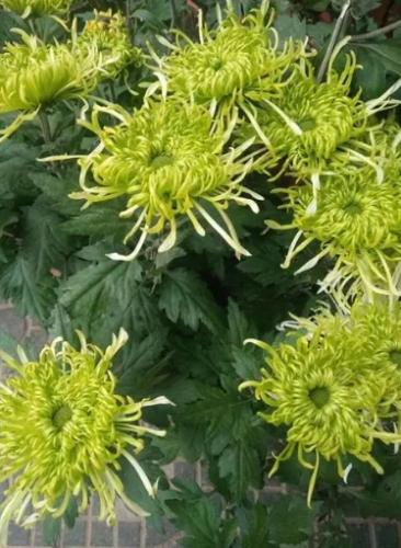 菊花開花季節 菊花開花季節