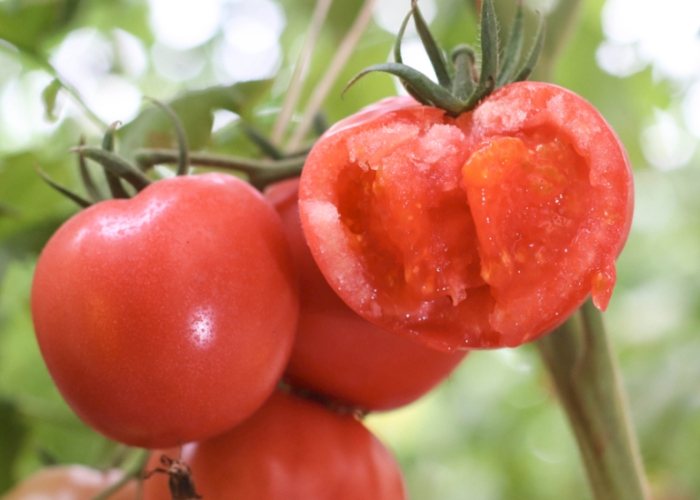 西红柿最适温度 西红柿最适温度