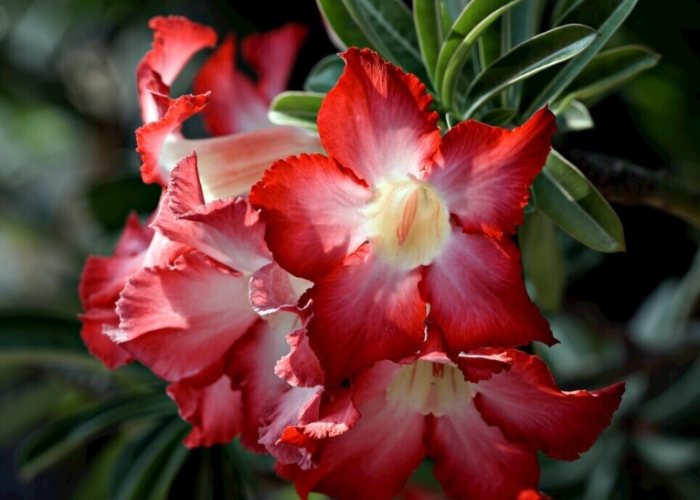 多肉植物如何養胖 多肉植物如何養胖