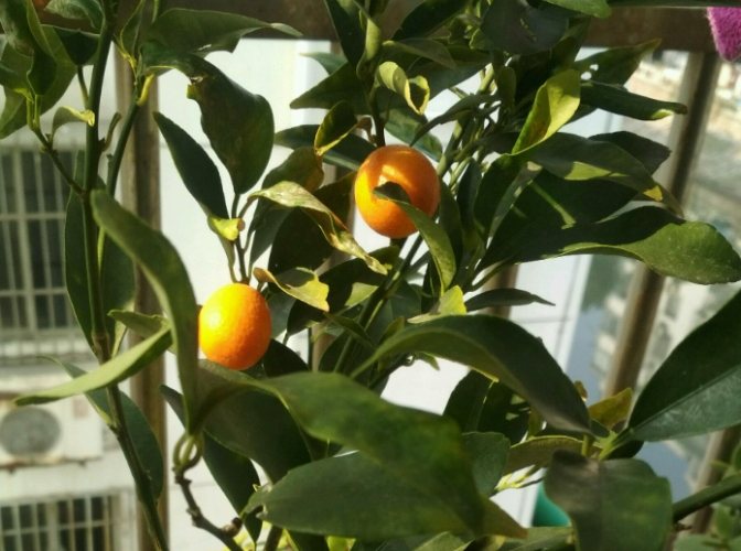 金桔繁殖方法 金桔繁殖方法