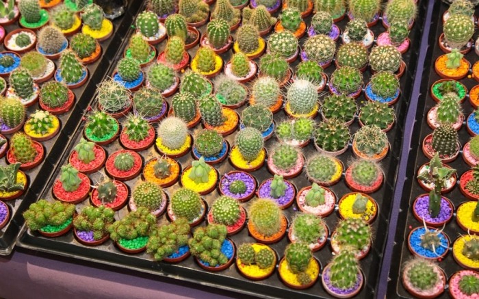 植物養護技巧 植物養護技巧