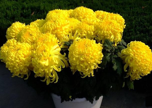 菊花什麼時候開 菊花什麼時候開