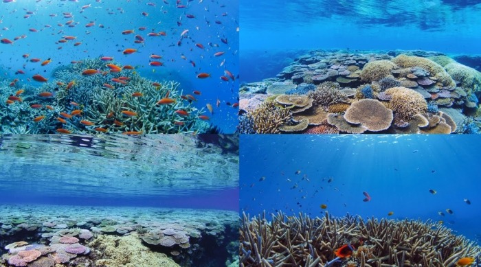 帶珊瑚回台 法律