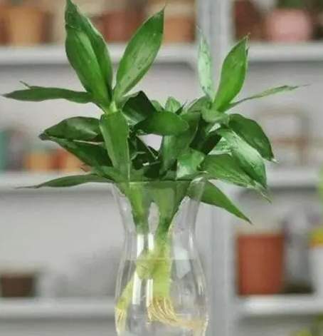 水培爛根處理 水培爛根處理