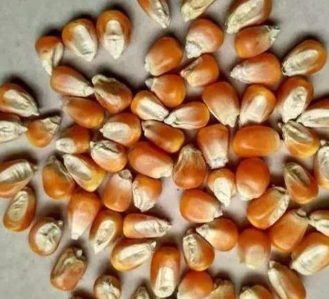 玉米種子品種 玉米種子品種