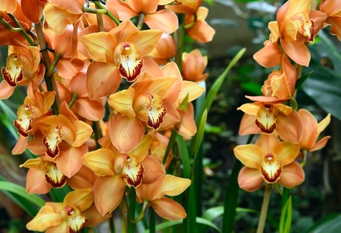 蘭花斷掉處理 蘭花斷掉處理