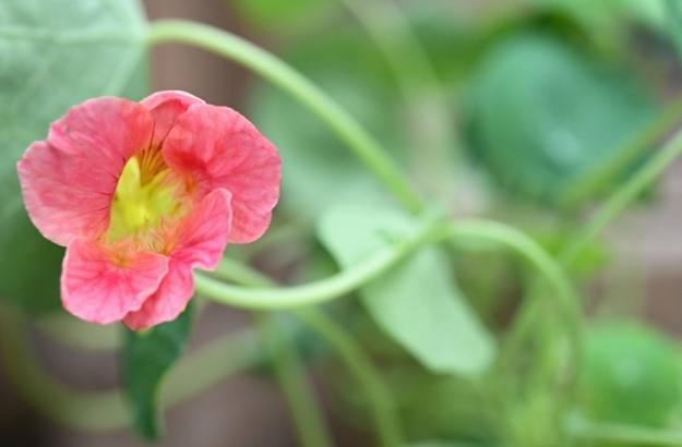 旱金蓮種植方法