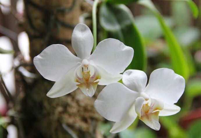 花梗芽繁殖 花梗芽繁殖