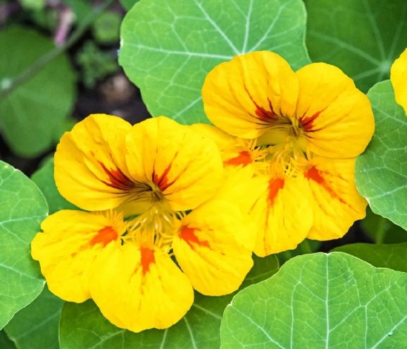 金蓮花茶禁忌 金蓮花茶禁忌