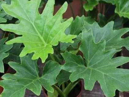 爛根判斷方法 爛根判斷方法