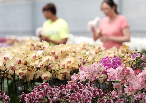 蘭花斷枝原因 蘭花斷枝原因