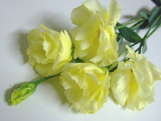 黃色花卉象征 黃色花卉象征