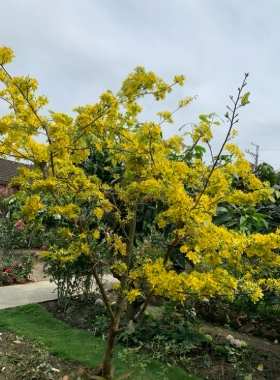 越南黃梅花種植