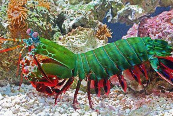 螳螂蝦攻擊力 螳螂蝦攻擊力