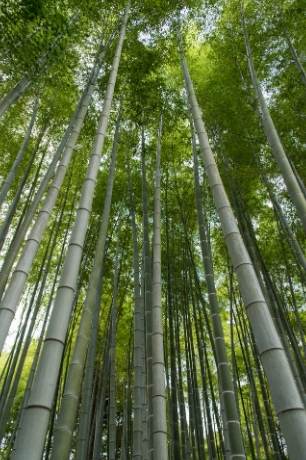 竹子樹用途 竹子樹用途