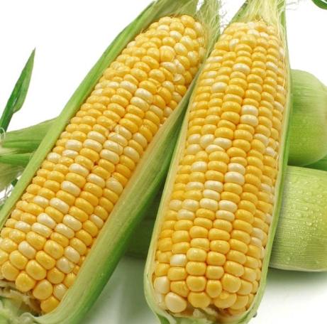 玉米種子種植方法 玉米種子種植方法