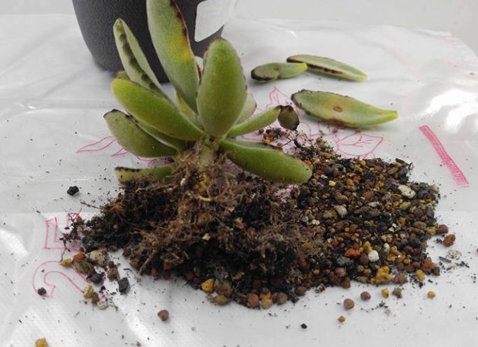 根粉介殼蟲消滅 根粉介殼蟲消滅