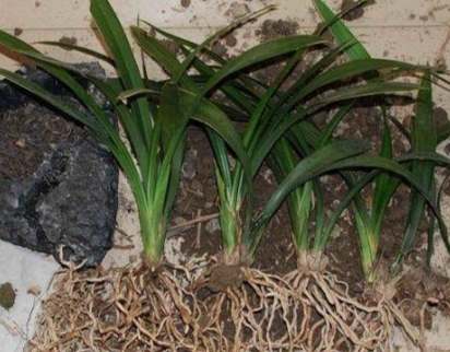 植物爛根症狀 植物爛根症狀