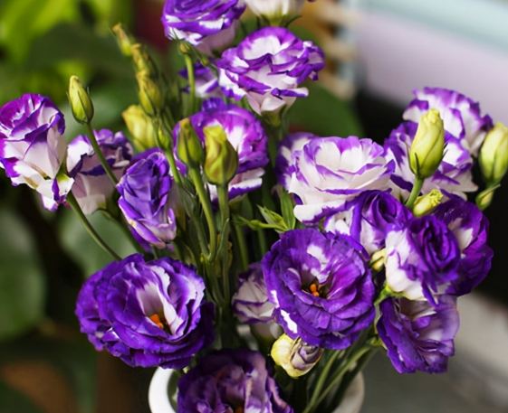 桔梗花禮品包裝 桔梗花禮品包裝