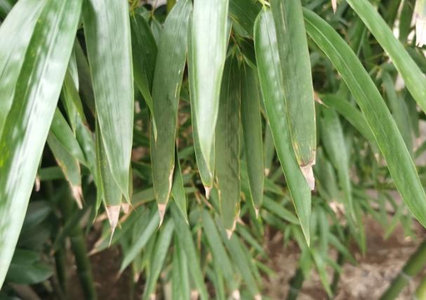 竹子開花 竹子開花