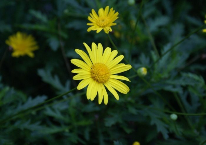 白菊黃菊區分 白菊黃菊區分