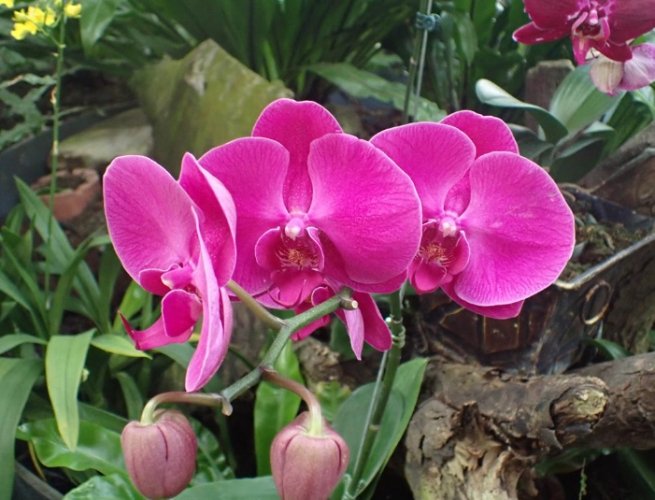 蝴蝶蘭分株 蝴蝶蘭分株