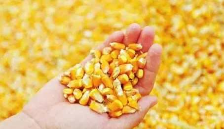 玉米生長結構 玉米生長結構