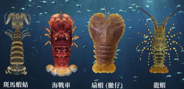 如何挑選皮皮蝦