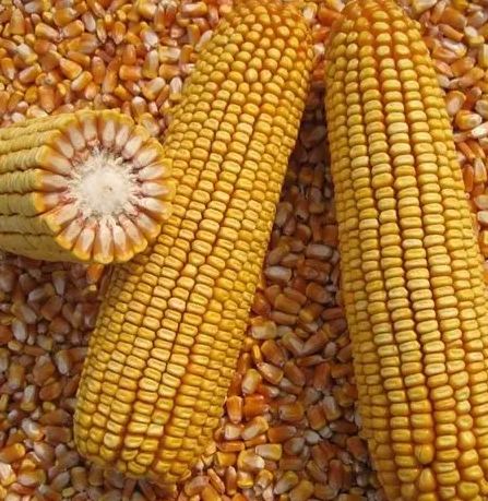 玉米種子品種 玉米種子品種