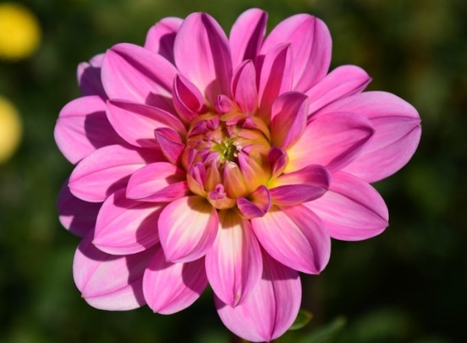 花語象徵意義 花語象徵意義