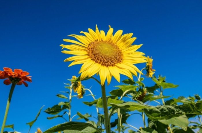 向日葵品種花瓣 向日葵品種花瓣