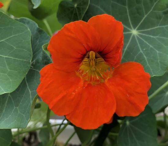 旱金蓮栽培技巧